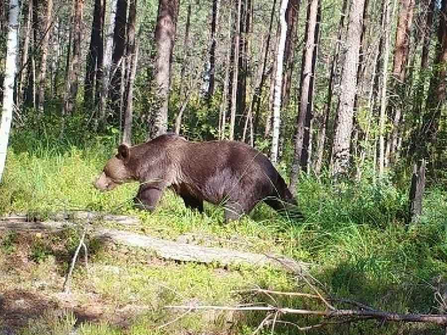 В природном парке в Красноярском крае медведь убил жителя Москвы, напав на группу туристов
