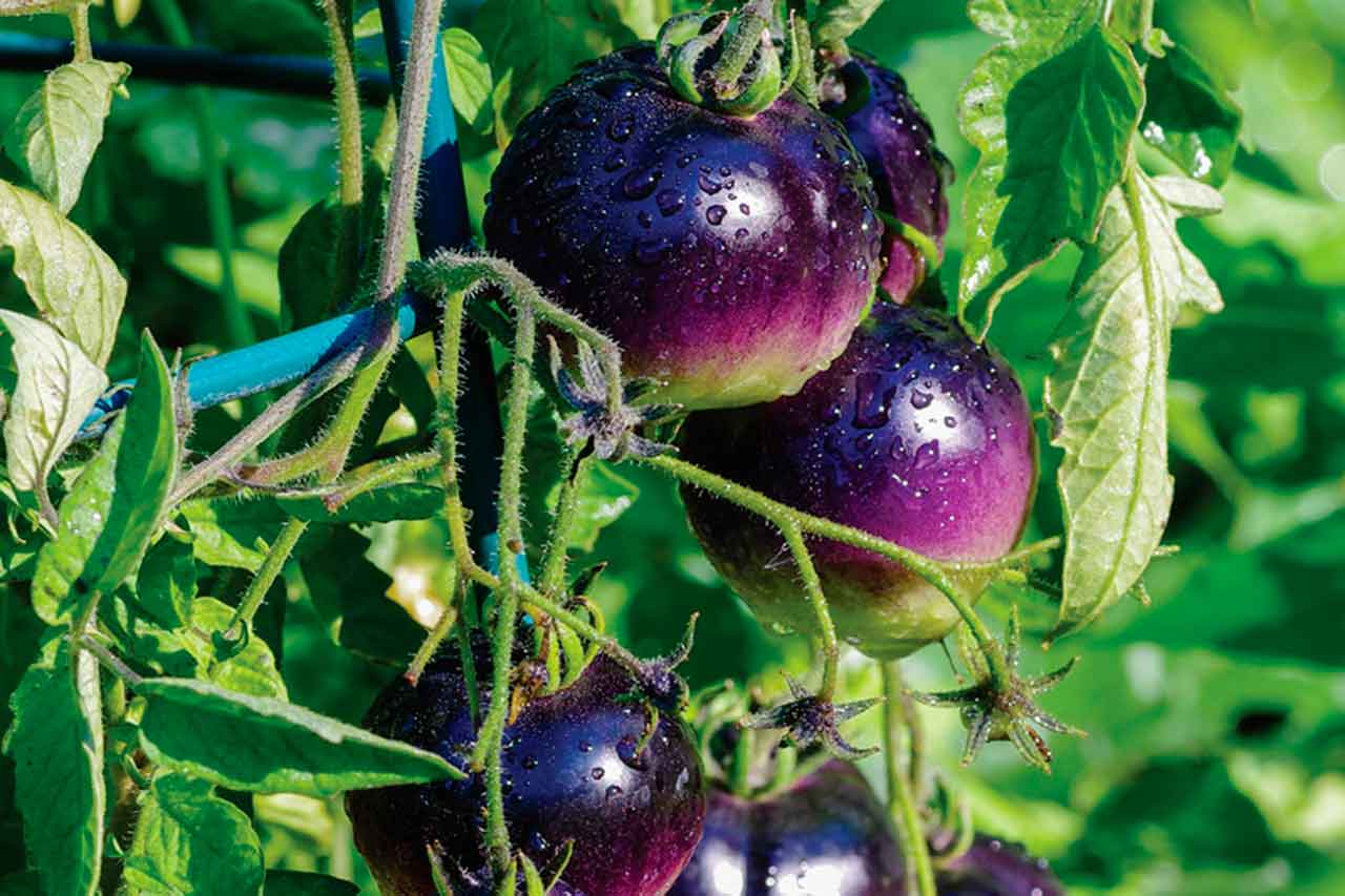 Генетически модифицированные фиолетовые помидоры поступят в продажу в США