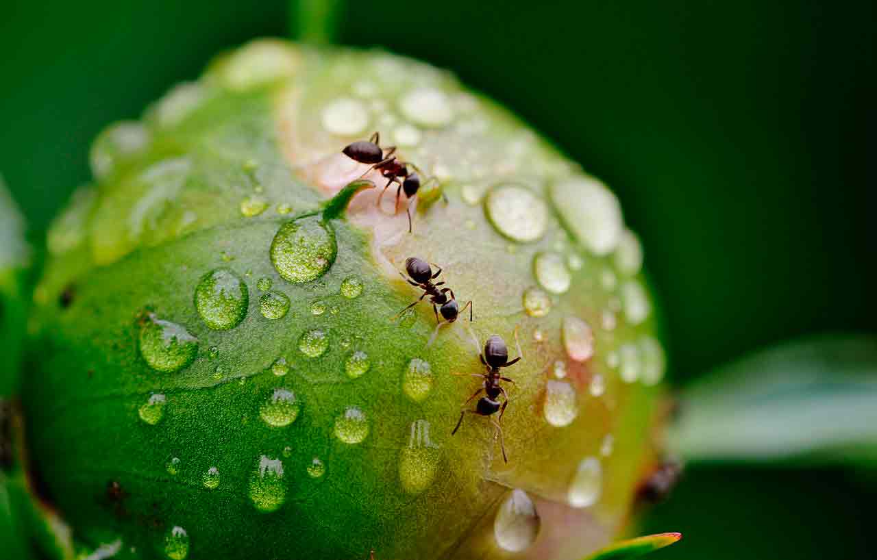 Борьба с муравьями дома и в саду