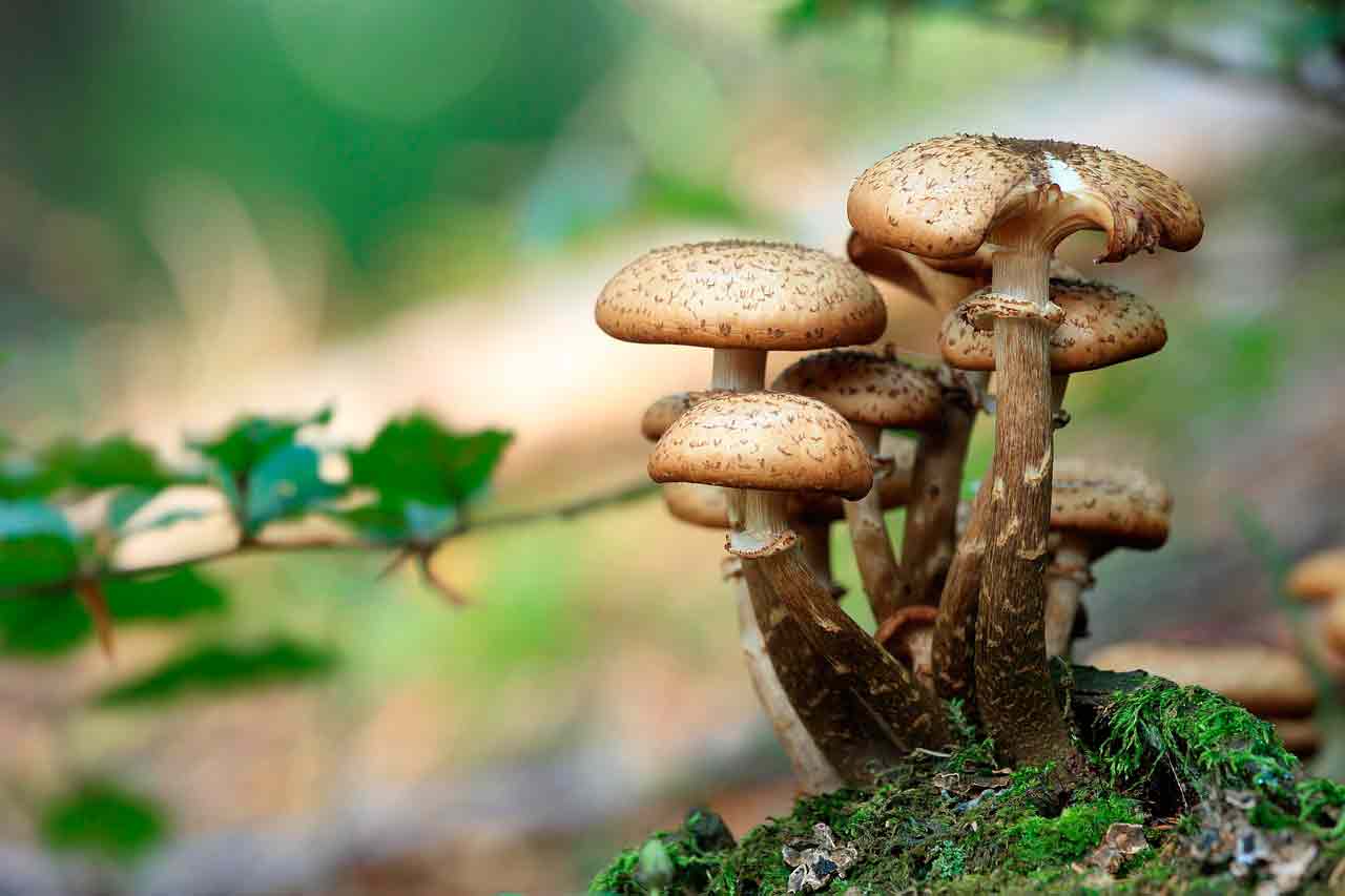 Как посадить и вырастить грибы в саду?