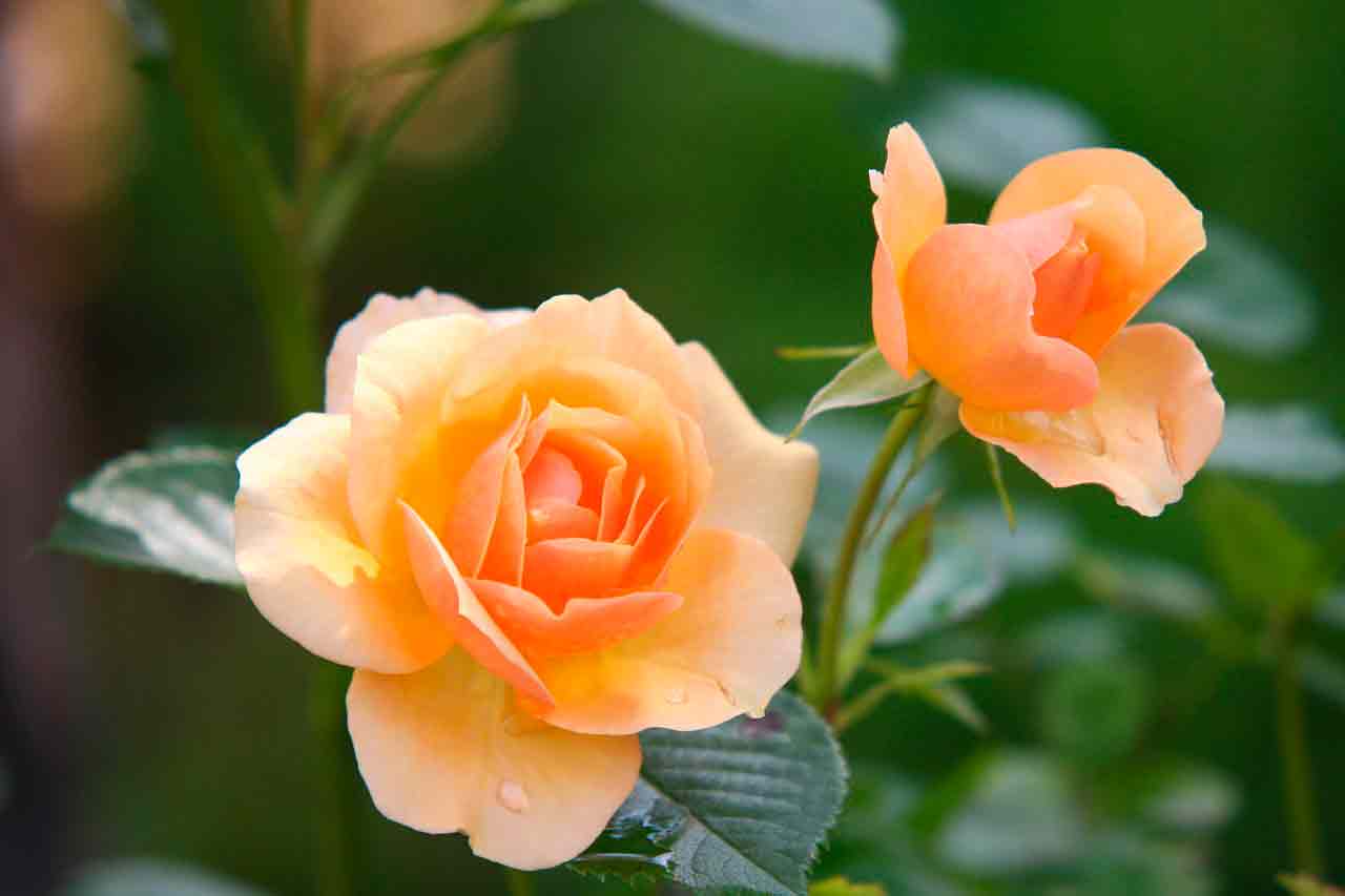 Как заставить розы цвести дольше? Проверенные способы получения красивых роз