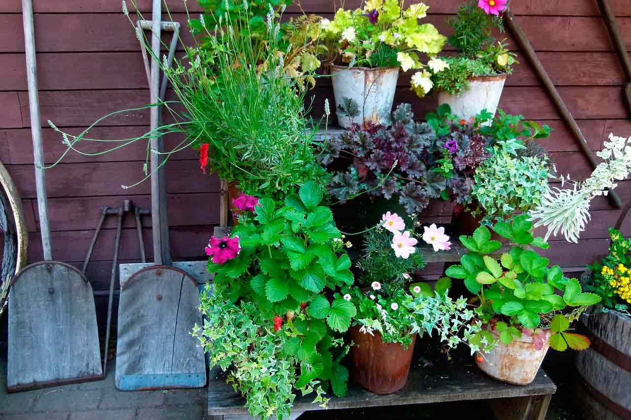 Как ухаживать за балконными растениями, чтобы они долго росли и красиво цвели?
