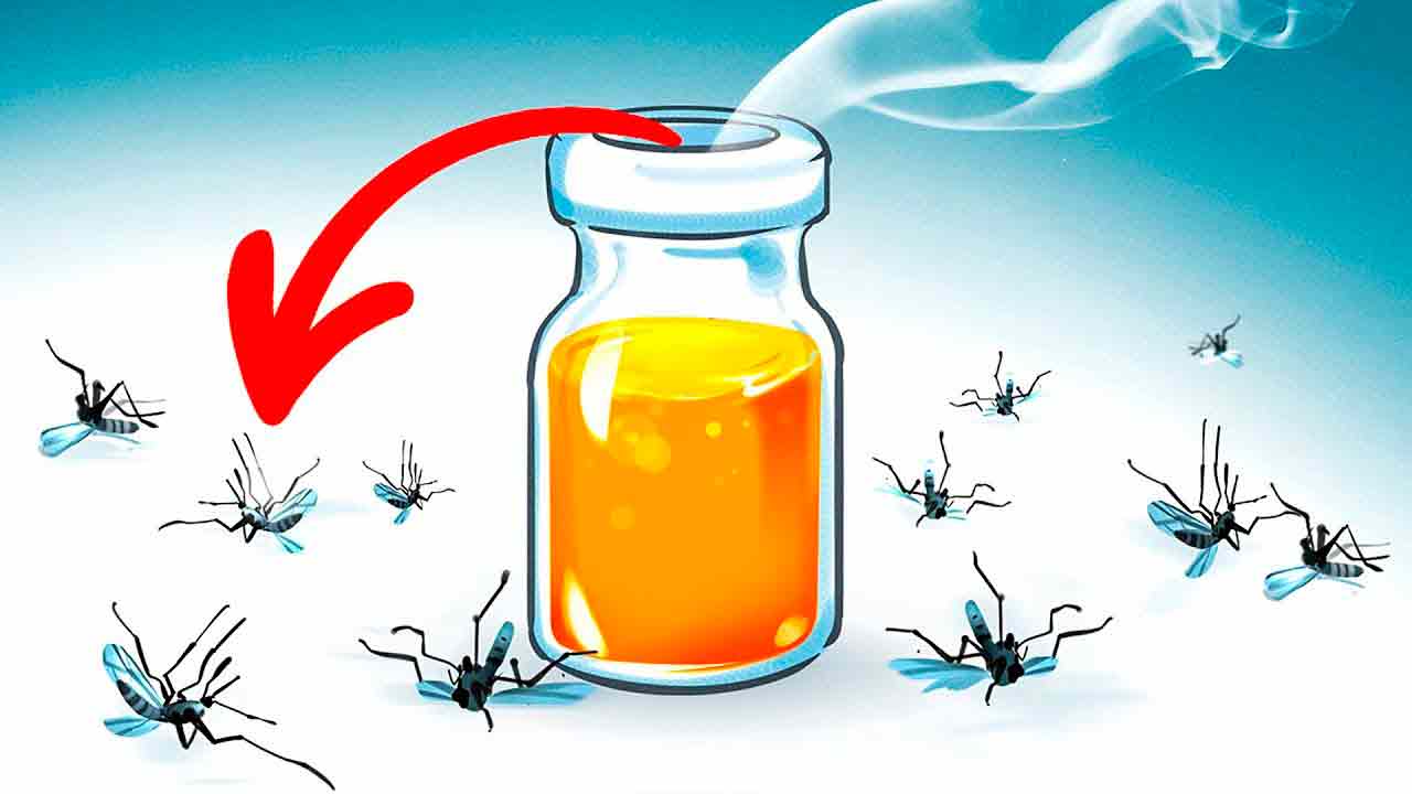 Как бороться с комарами? Советы и домашние средства от комаров