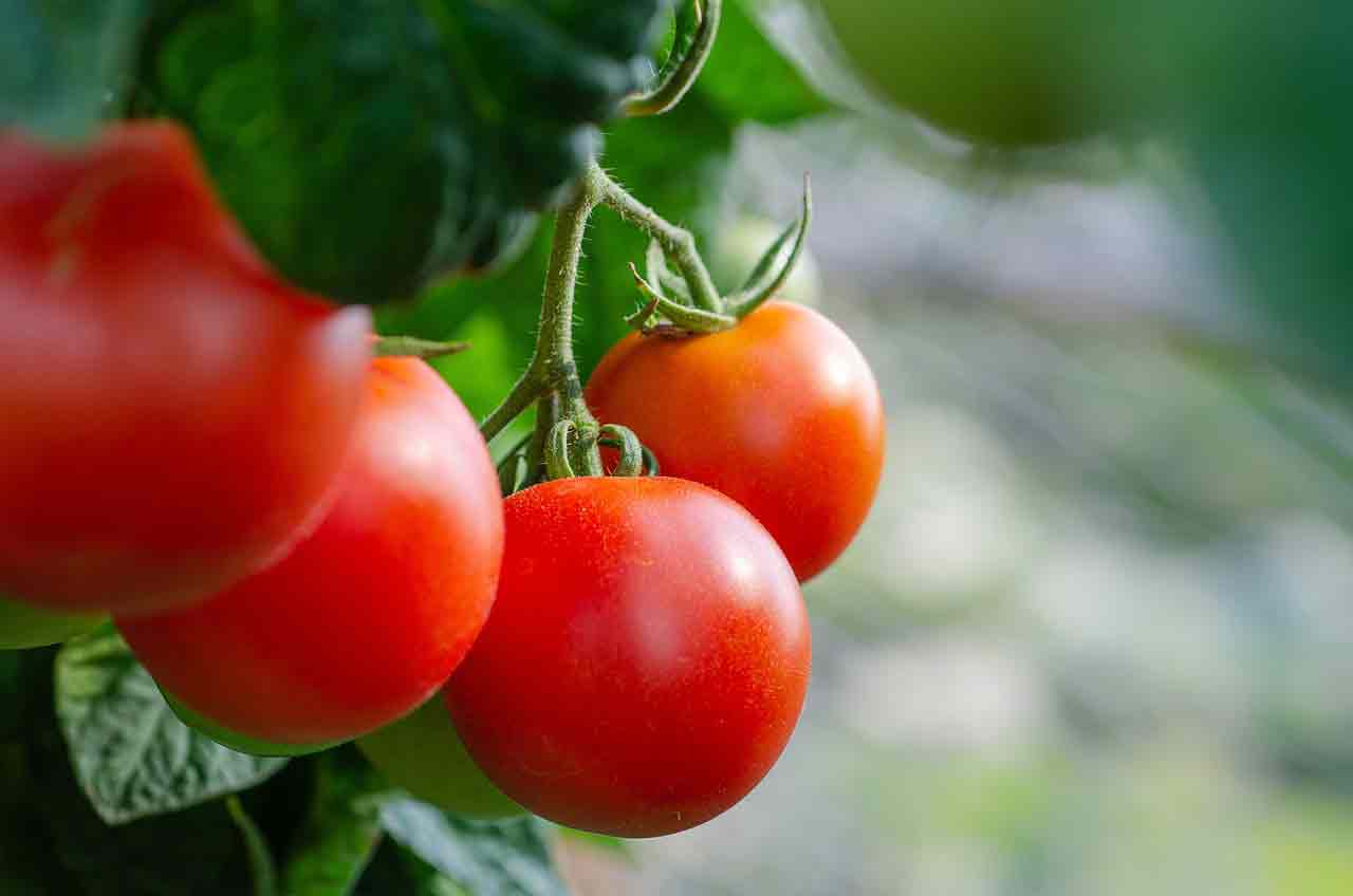 Обрезка томатов – от каких побегов нужно избавляться?