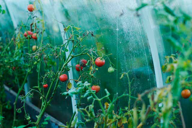 Лучшее время для посева помидоров в этом году. Не пропустите эту дату!