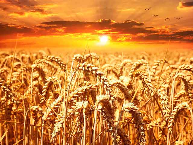 Яровая пшеница агротехнические аспекты выращивания